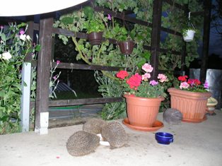 Igelfamilie 2008